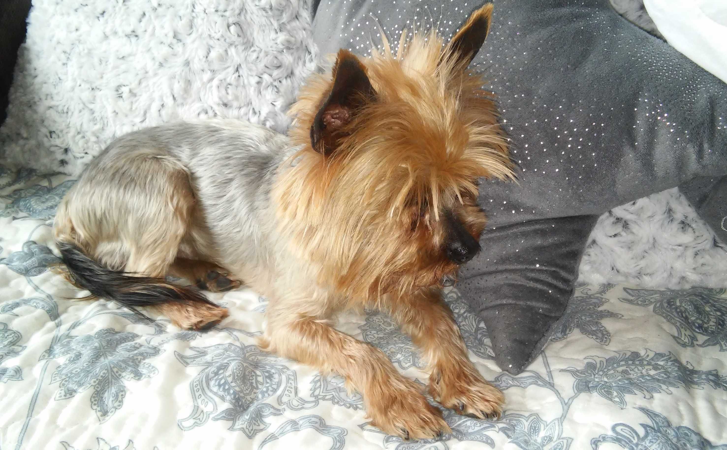Yorkshire terrier suczka
