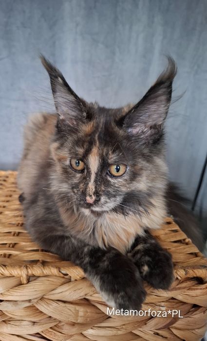 Kotka maine coon / ew. do hodowli