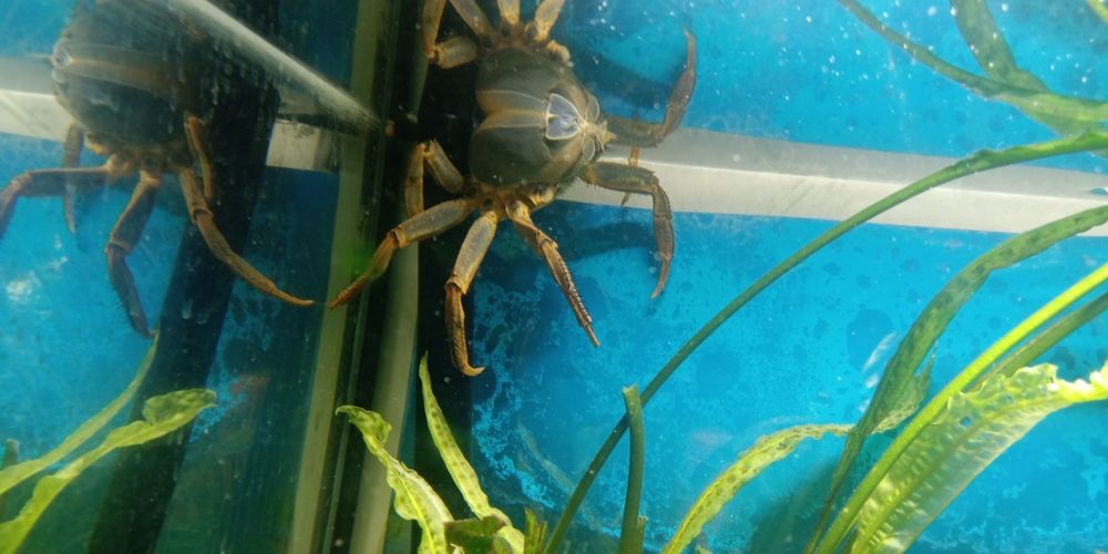 Duży krab tęczowy