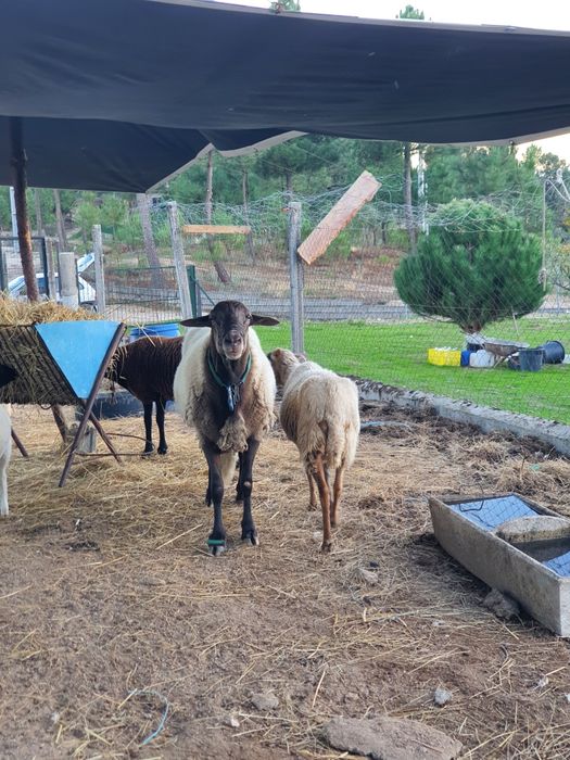 Ovelhas  para vender