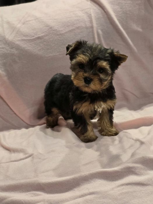 Suczka mini Yorkshire terrier
