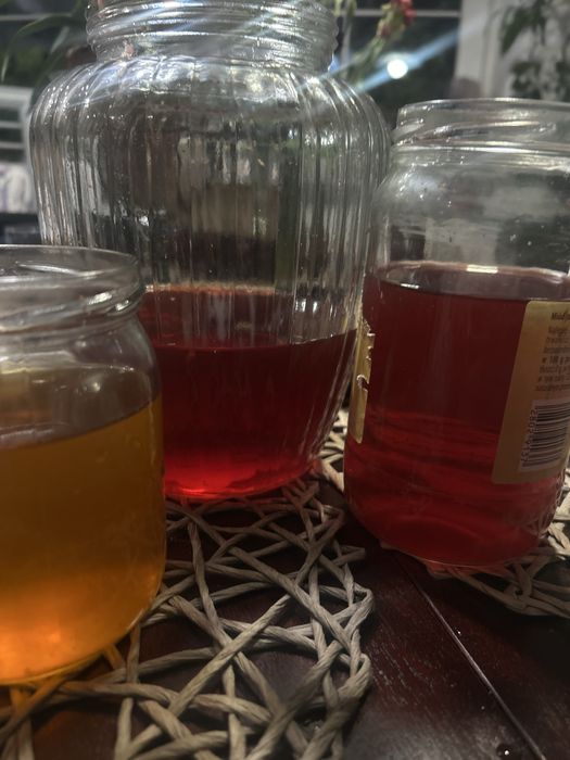 Kombucha grzybek starter scooby