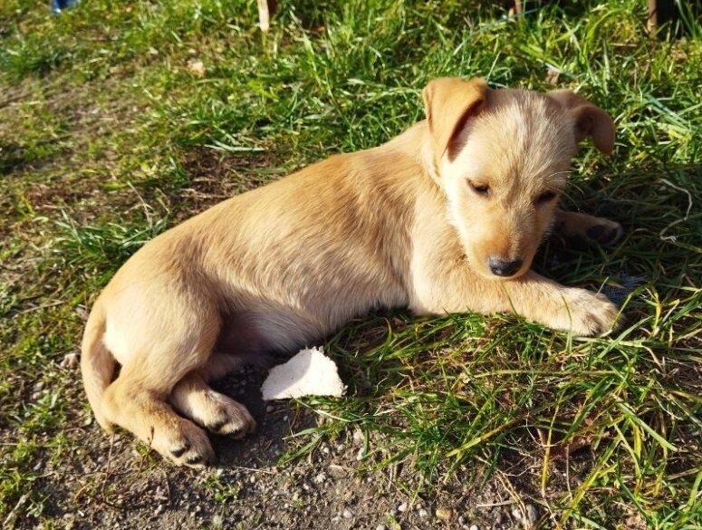 Piękny piesek, do oddania