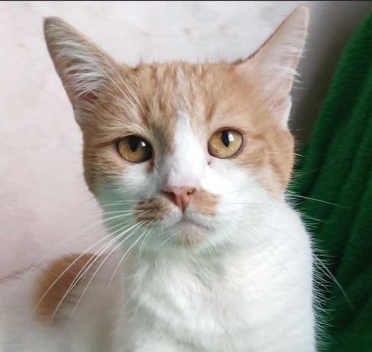 Бело-рыжая кошка Ива, 5 лет, мега ласковая