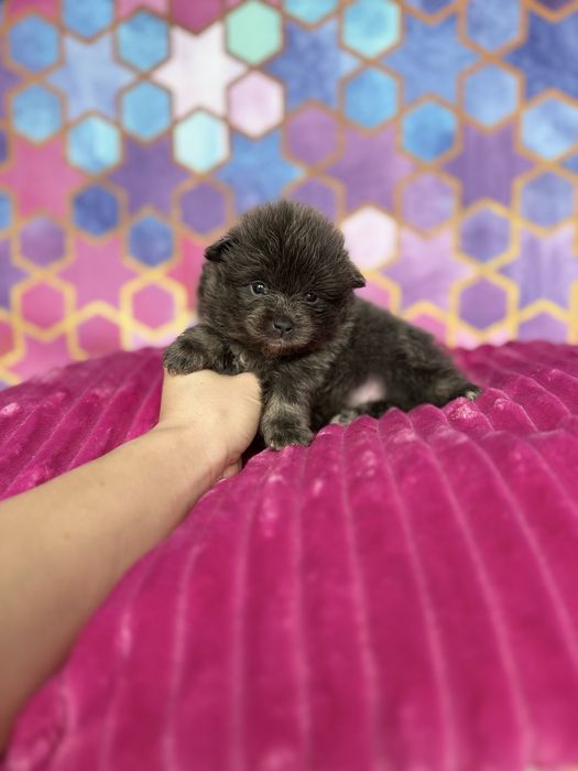 Pomeranian suczka blue Pandora