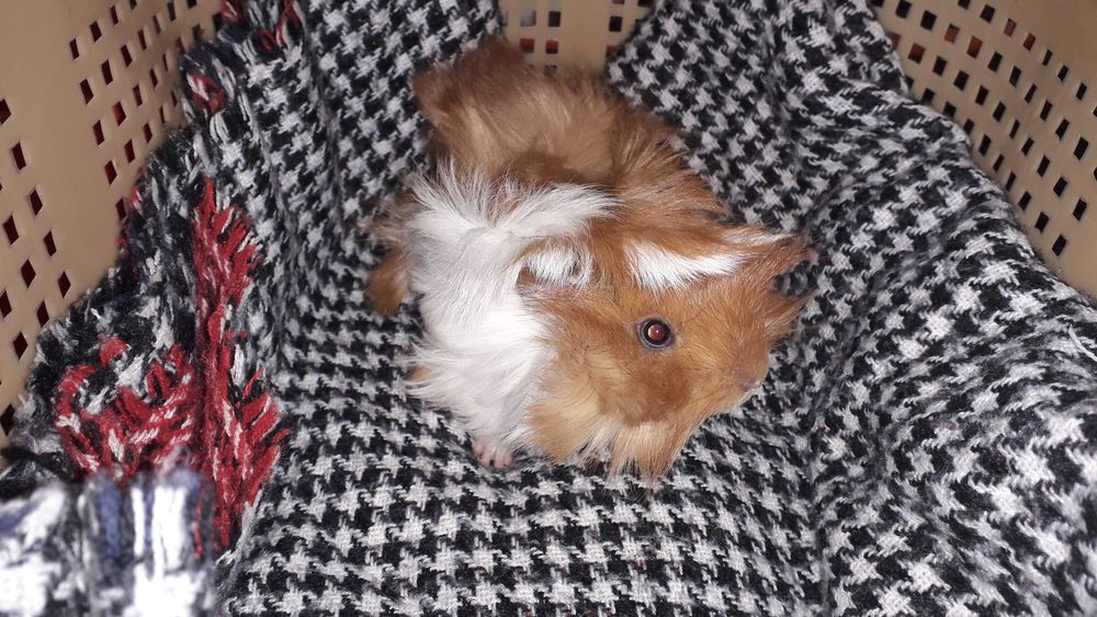 Морська свинка,  розетка