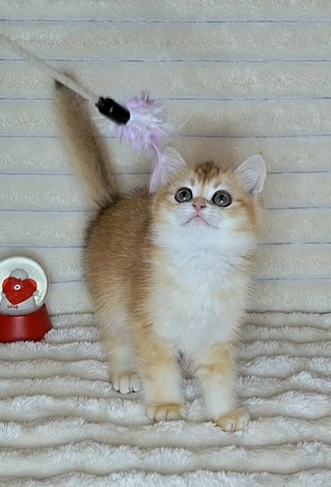 Золота шиншила кошеня.