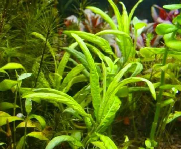 Гигрофила Кринклед. Аквариумные растения