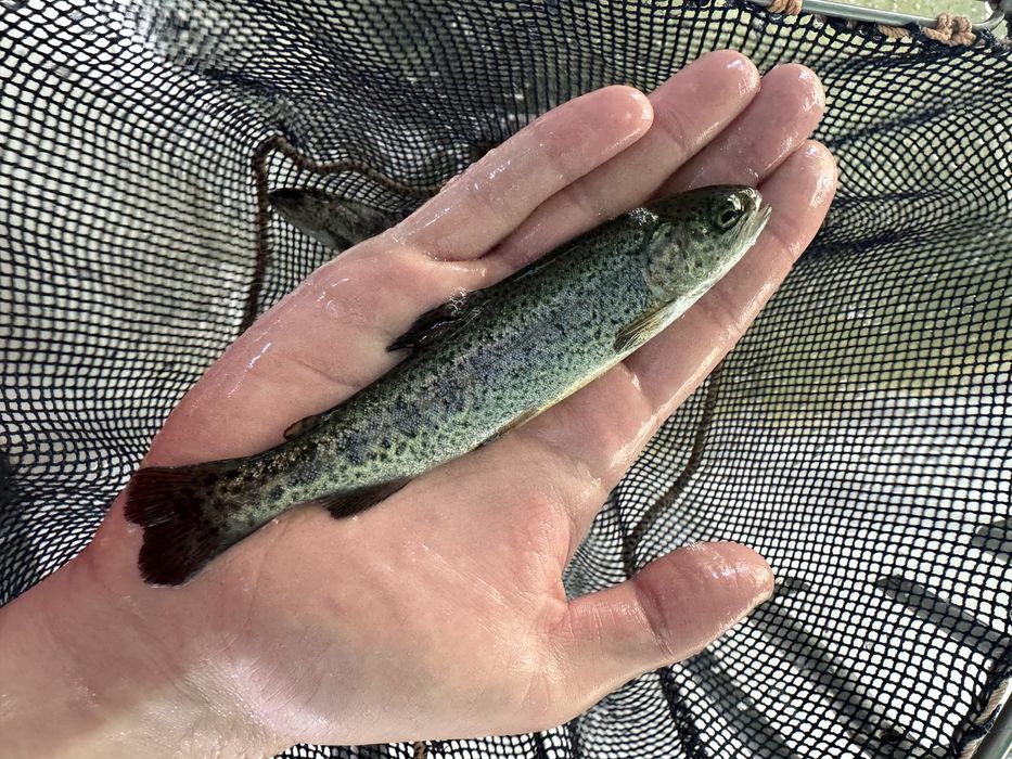 Narybek pstrąga tęczowego patrągi tęczowe stawowe ryby do stawu