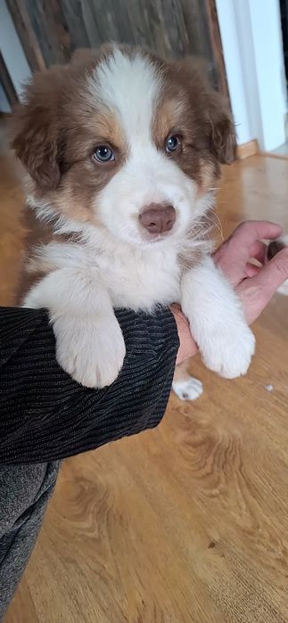 Amazing Ponidzie Border Collie