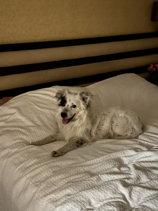 Отдам кобеля в добрые руки