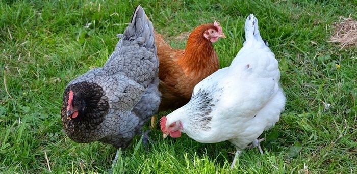 Kury Nioski Leghorn 24 tygodnie! Wysyłka od 10 sztuk.