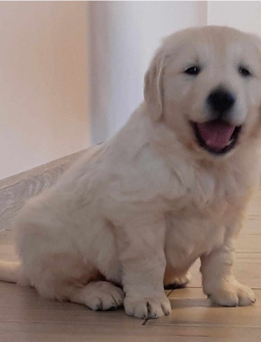 Golden Retriever piesek