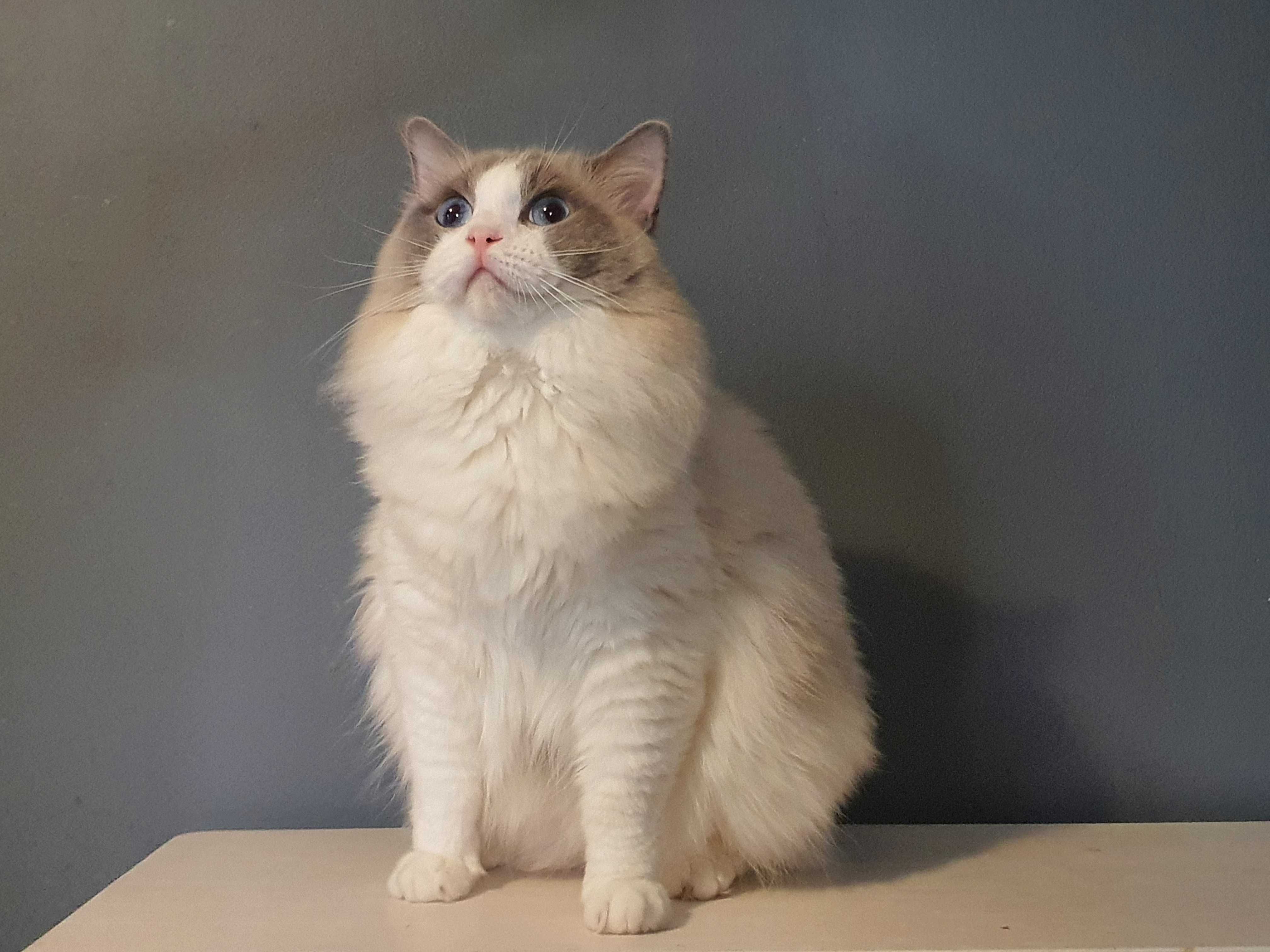 Ragdoll przepiekny kocurek blue bicolour wspanialy rod.FPL Hodowlany