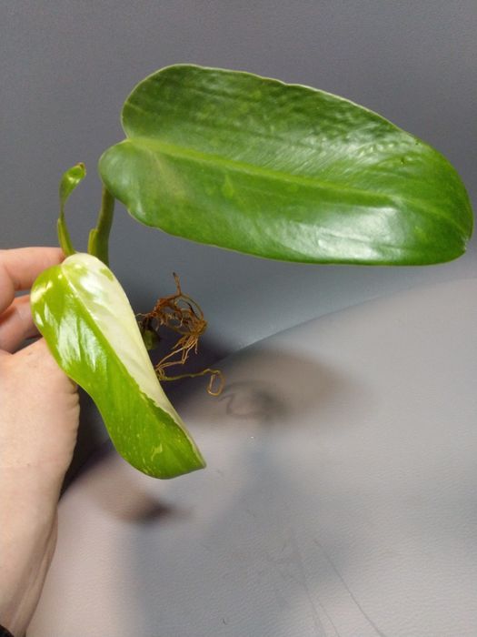 Philodendron Jose Buono