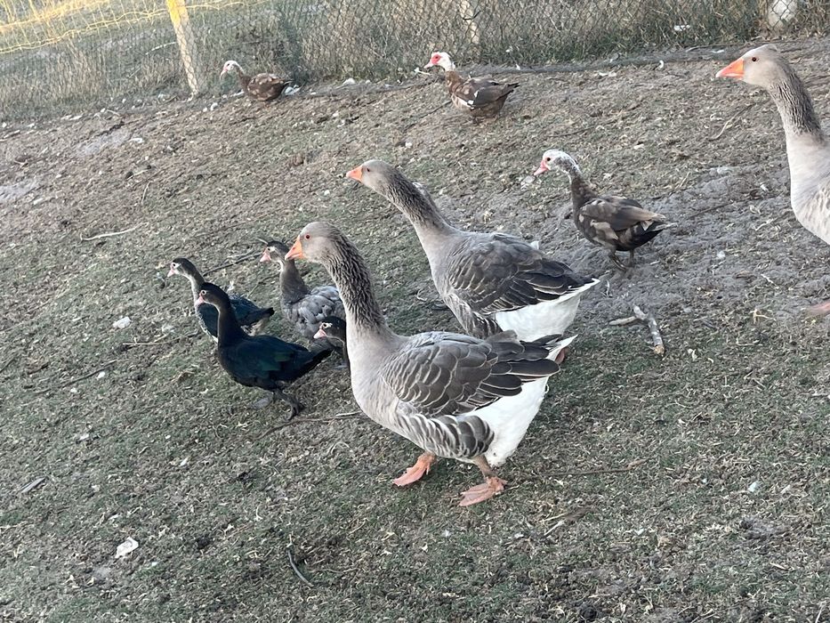 Patas e patos mudos  e gansos para venda