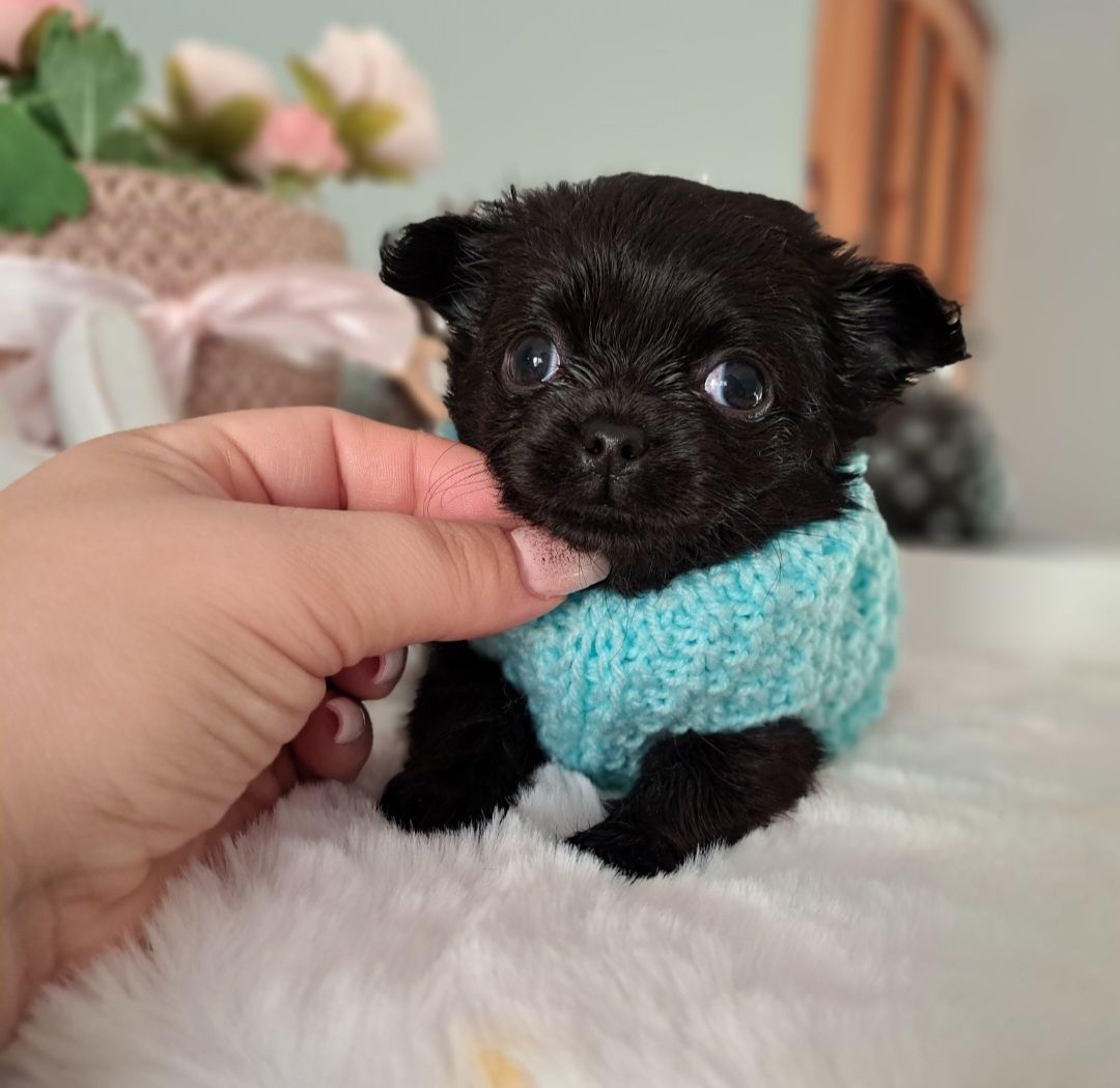 Piękny chłopiec długowłosy Chihuahua  DO ODBIORU