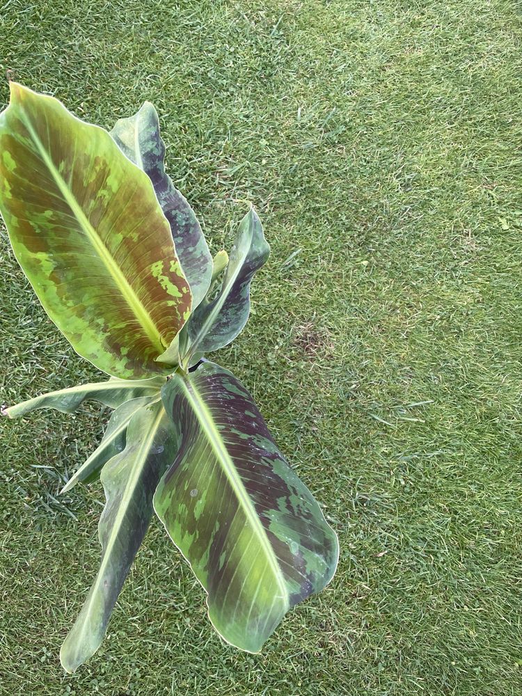 Bananowiec musa acuminata dwarf cavendish 57 cm
