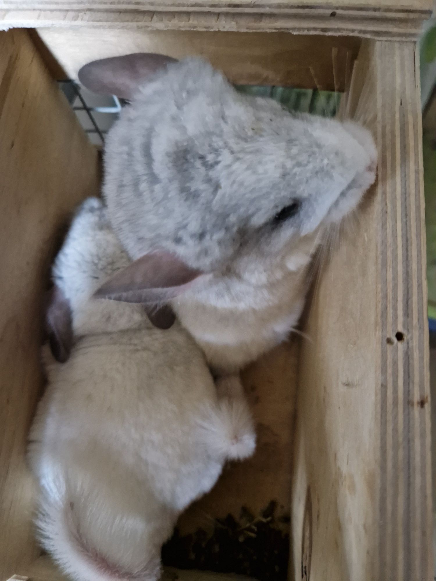 2 samce bracia mozaika białe szynszyle chinchilla parka urodzone 18.02