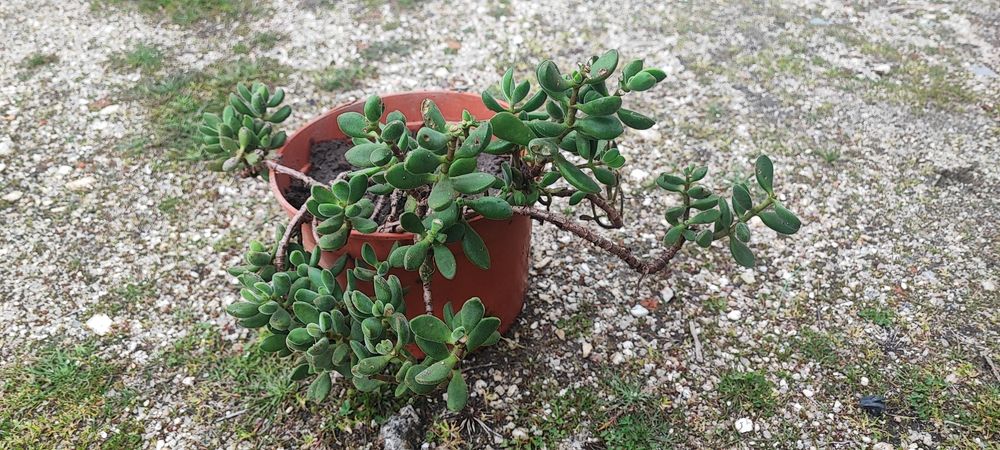 Planta suculenta