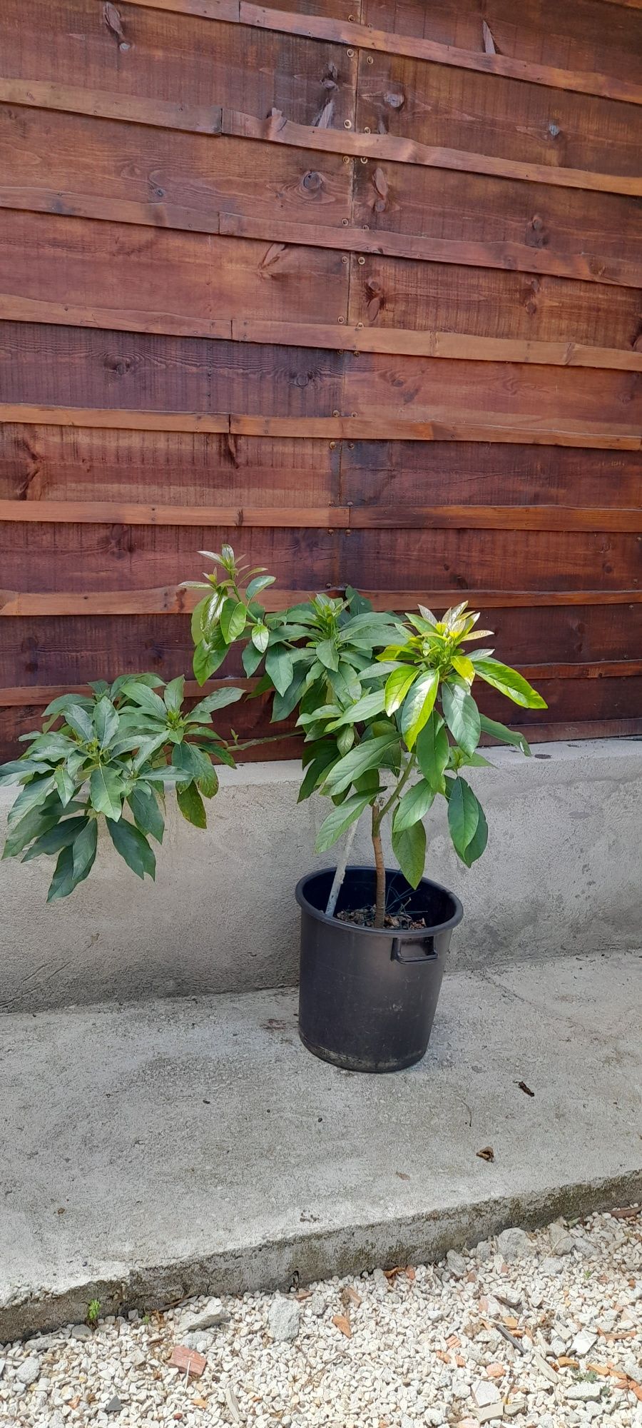 Abacateiro para venda com 4 anos  está em boa terra .