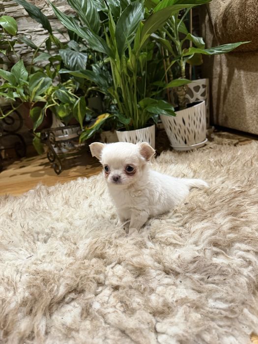 chihuahua długowłosy