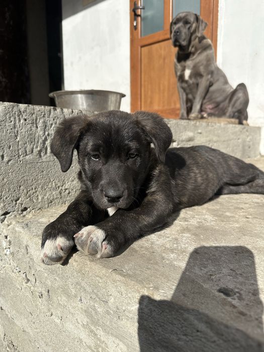 Метис Кане-Корсо