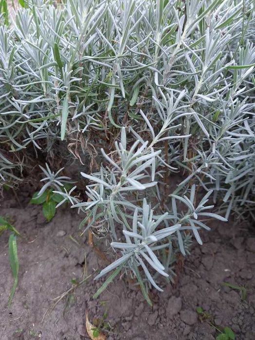 Саджанці лаванди