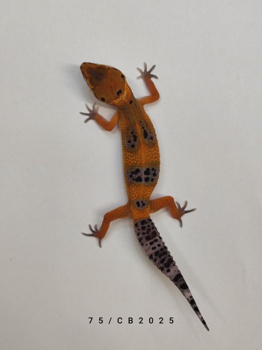 Gekon Lamparci Młody Lublin