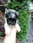 Yorkshire terrier GUCI Black end white piesek