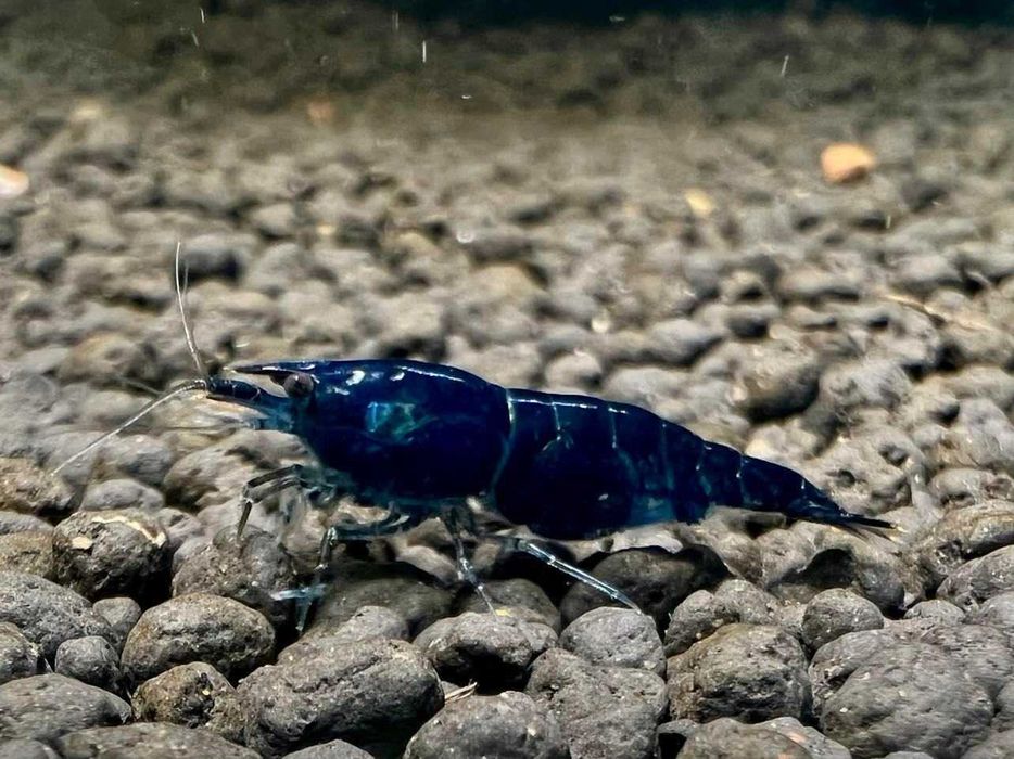 happyaquarium.pt - Camarões Neocaridina