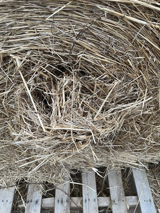 Rolos de feno exclente qualidade