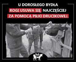 Komplet linka+rączki dekornizacja obcinanie rogów