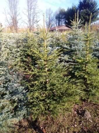 Choinki świerk srebrny i zielony