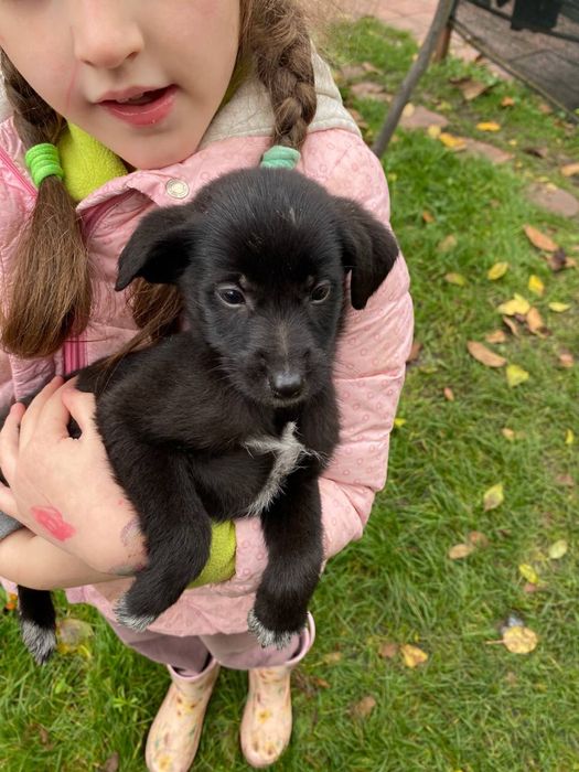 Цуценя 2-3 місяці Безкоштовно