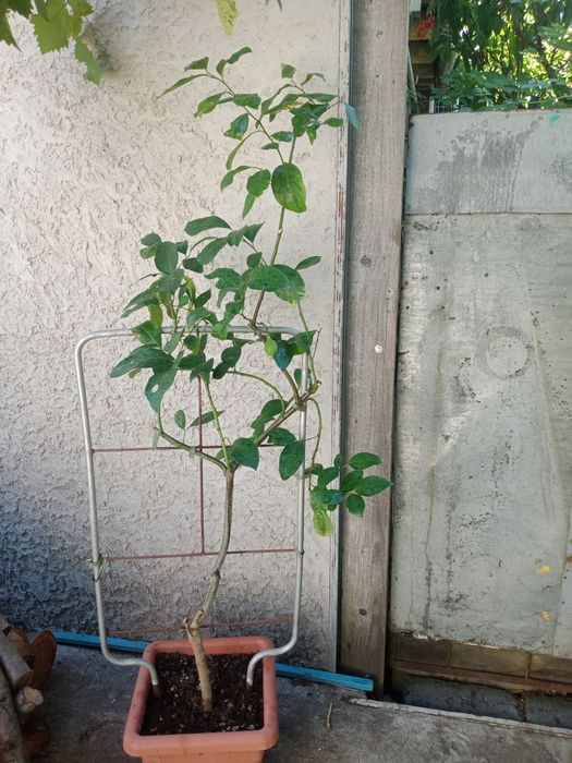 Продам дерево лимон ( с лимоном))