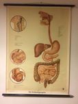O sistema digestivo - cartaz de escola - Klett Verlag