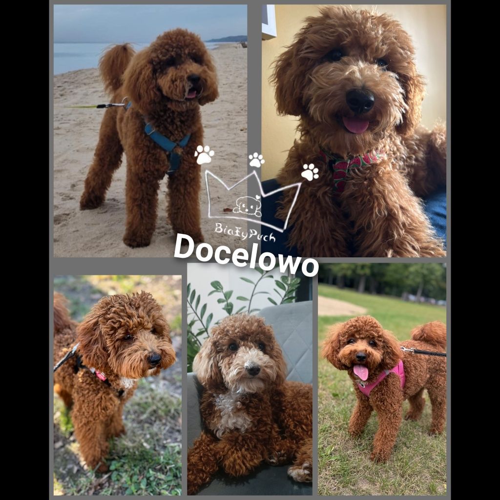 Bichpoo maltipoo red loki Badania paszport wyprawka
Do zaofe