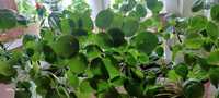 Pilea  peperomioides ,,pieniążek "