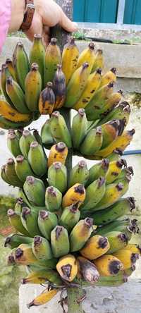 Plantas de bananeiras com vários tamanhos