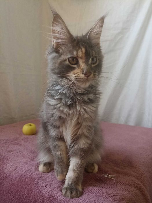 Мейн Кун девочка котенок