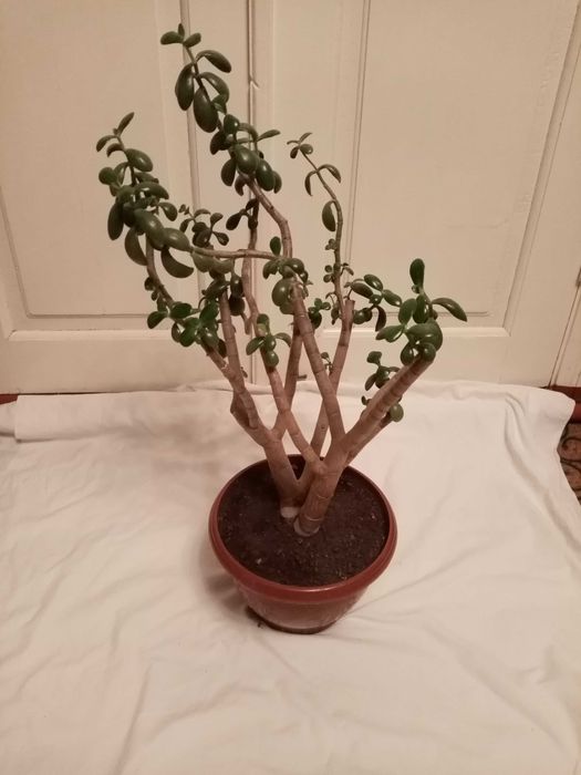 Цветок денежное дерево ( Бонсай)