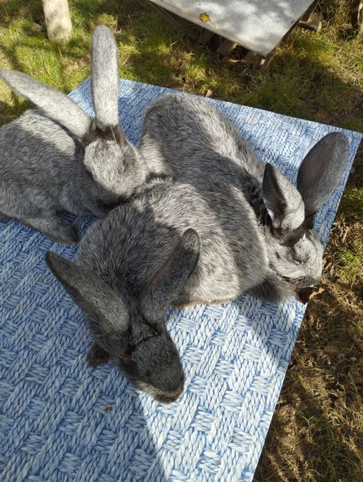 Продам кролики молодняк.