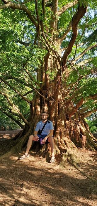 Саджанець метасеквойї продам