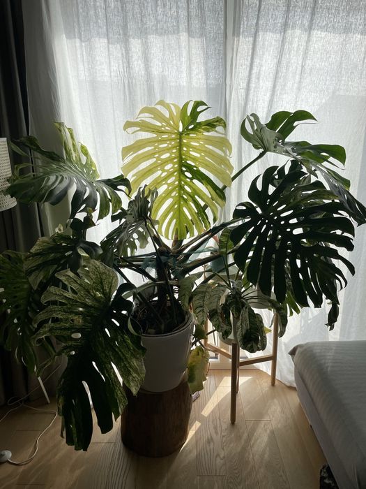 Dwulistny szczyt Monstera Mint