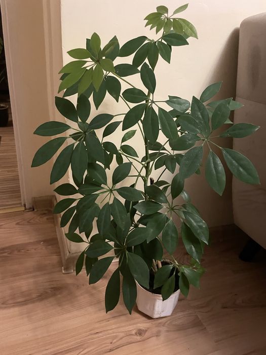 Kwiat Schefflera  74 cm Kraków
