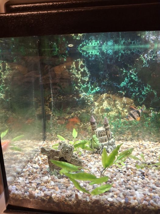 Akwarium - komplet plus rybki
