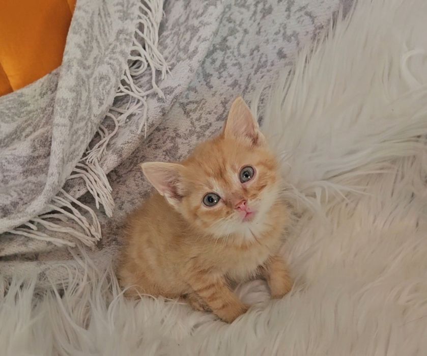 Kotki szukają domów