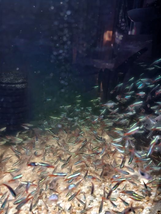 Neon Inessa od 1,50zł