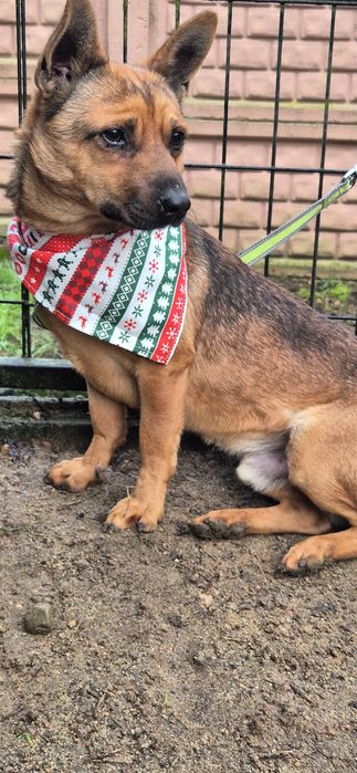 Mały piesek okolo 3 lata